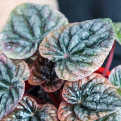 Peperomia Abricos