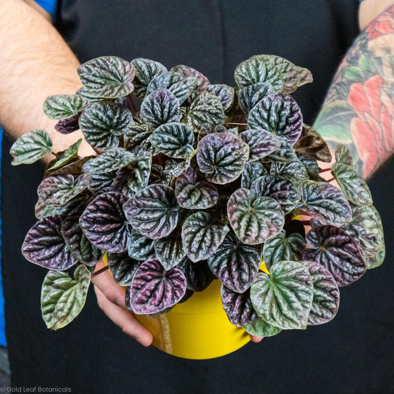 Peperomia Caperata Red Ripple - Gold Leaf Botanicals