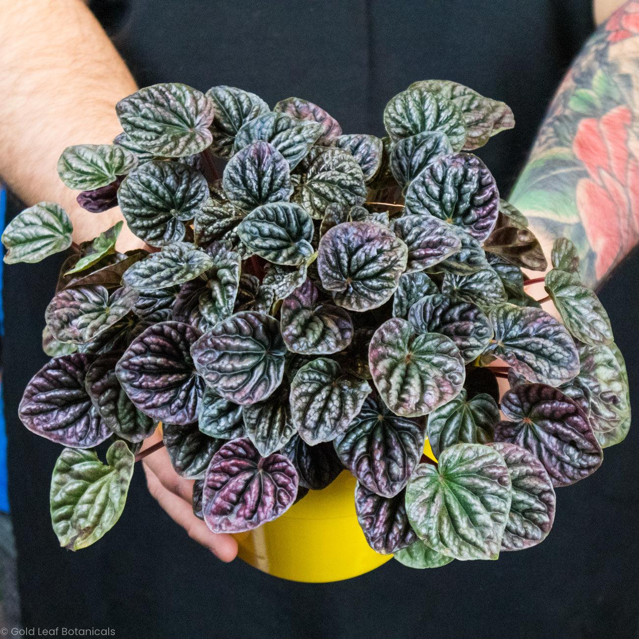 Peperomia Caperata Red Ripple - Gold Leaf Botanicals