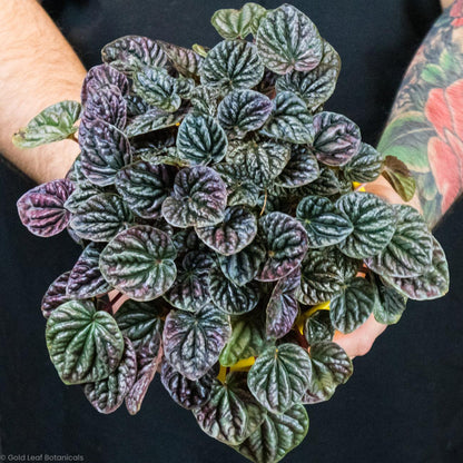 Peperomia Caperata Red Ripple - Gold Leaf Botanicals