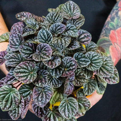 Peperomia Caperata Red Ripple - Gold Leaf Botanicals