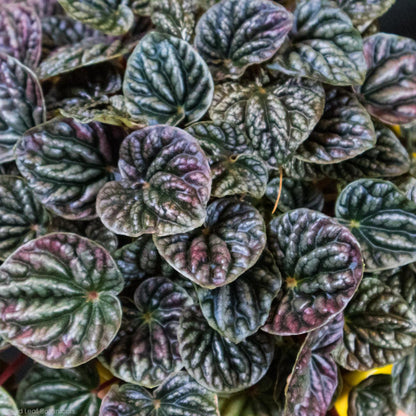 Peperomia Caperata Red Ripple - Gold Leaf Botanicals