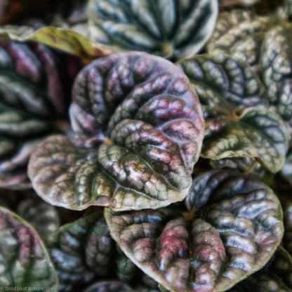 Peperomia Caperata Red Ripple - Gold Leaf Botanicals