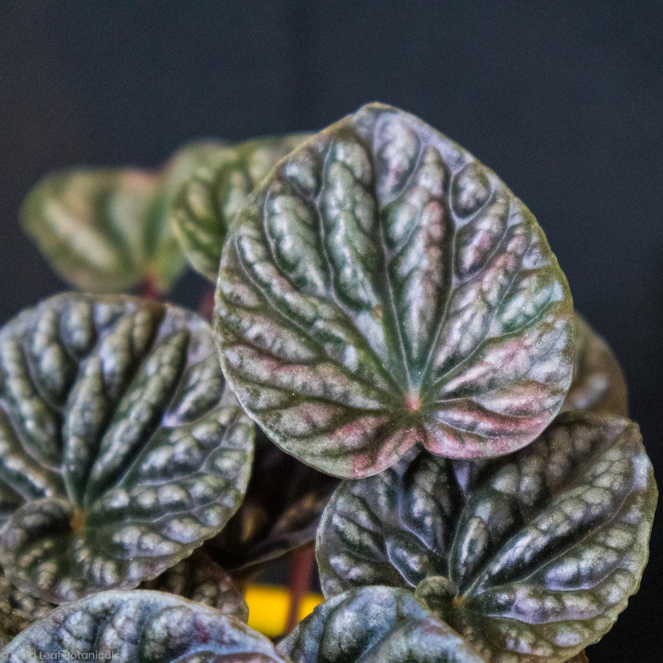 Peperomia Caperata Red Ripple - Gold Leaf Botanicals