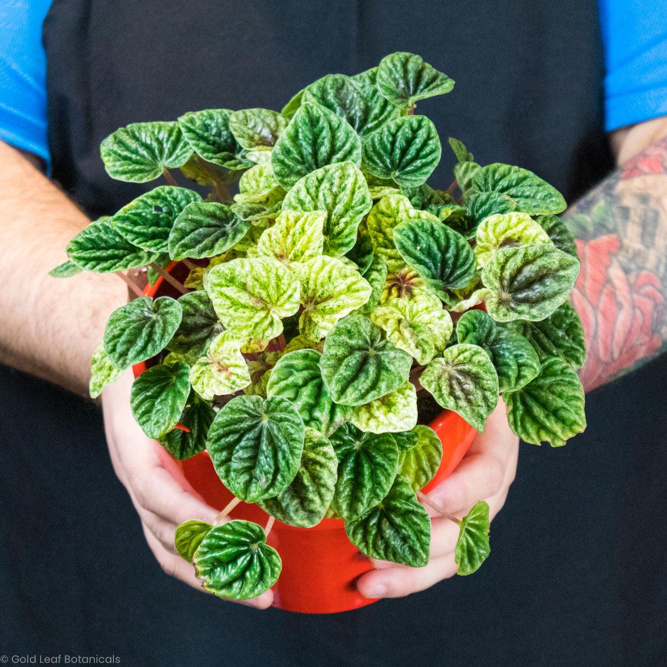 Peperomia Caperata Variegata - Gold Leaf Botanicals