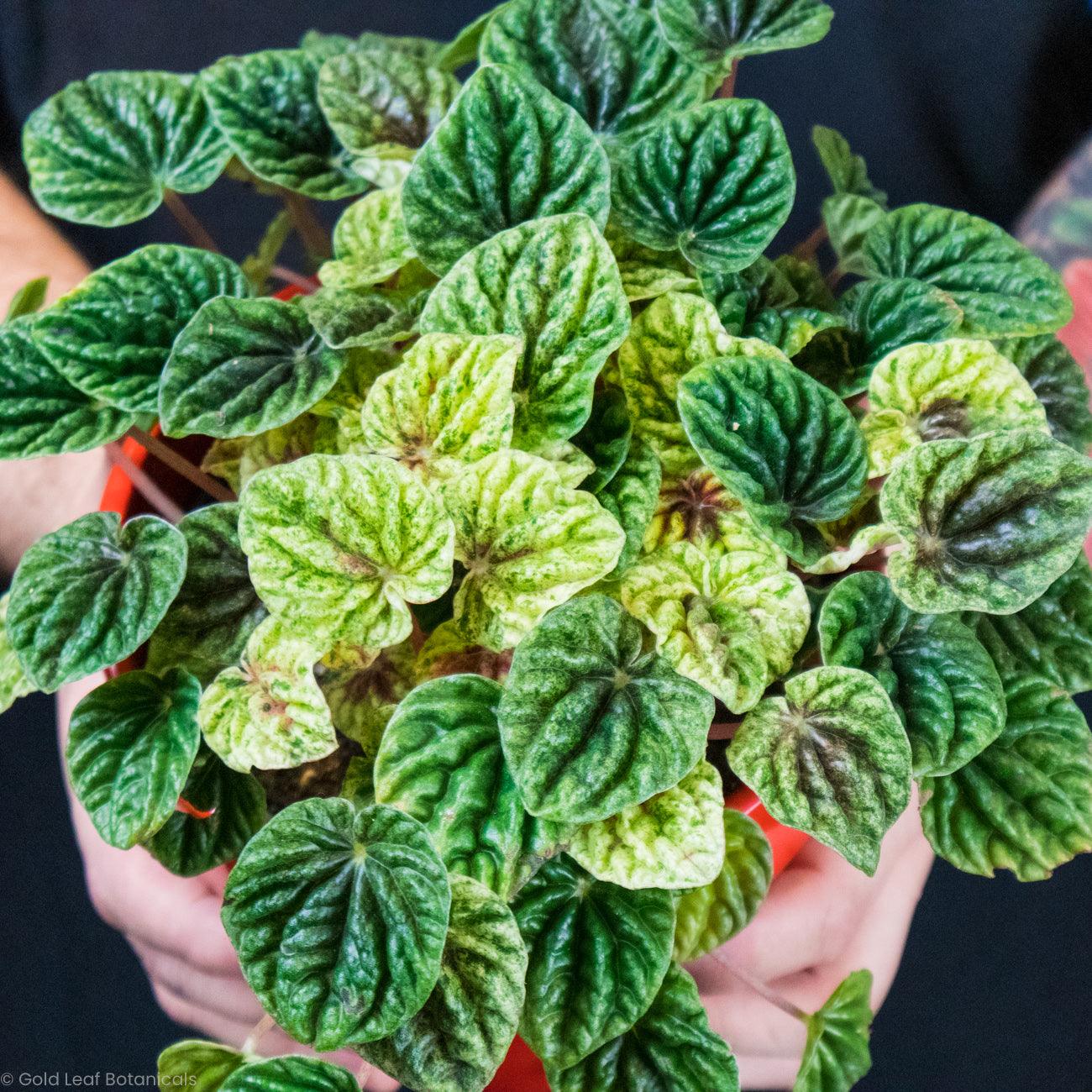 Peperomia Caperata Variegata - Gold Leaf Botanicals