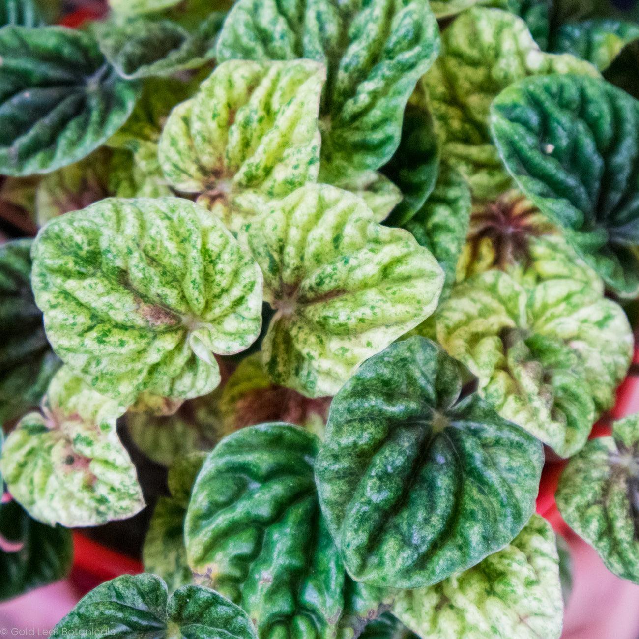 Peperomia Caperata Variegata - Gold Leaf Botanicals