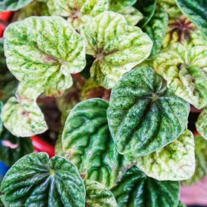 Peperomia Caperata Variegata - Gold Leaf Botanicals