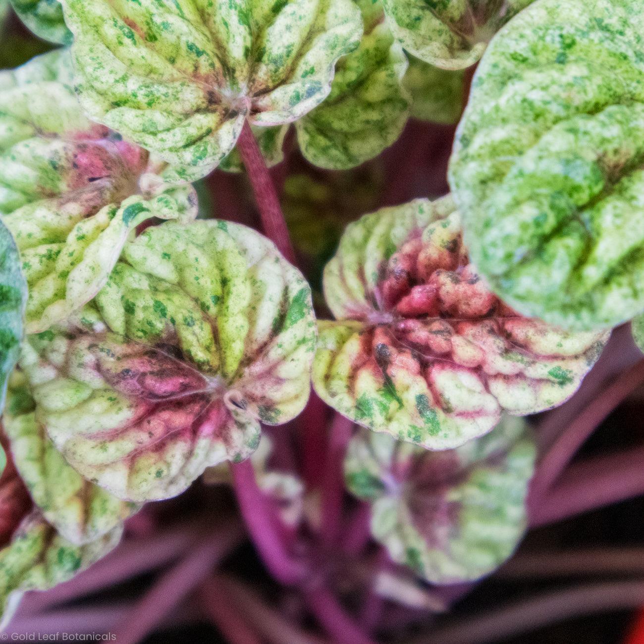 Peperomia Caperata Variegata - Gold Leaf Botanicals