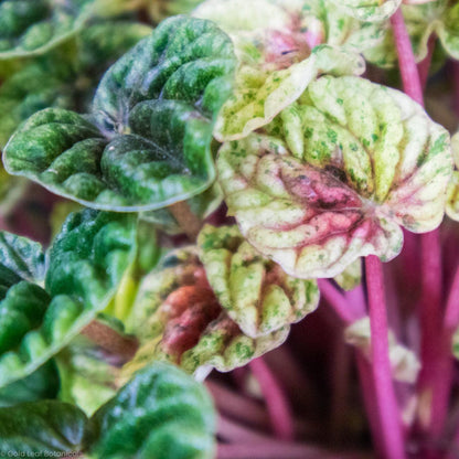 Peperomia Caperata Variegata - Gold Leaf Botanicals