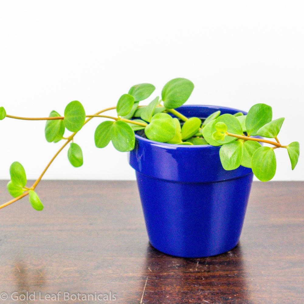 peperomia hope light requirements