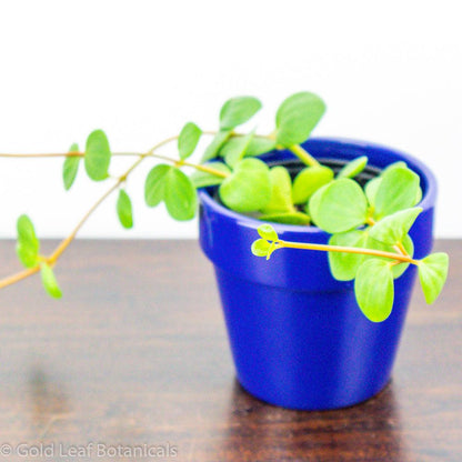 trailing peperomia