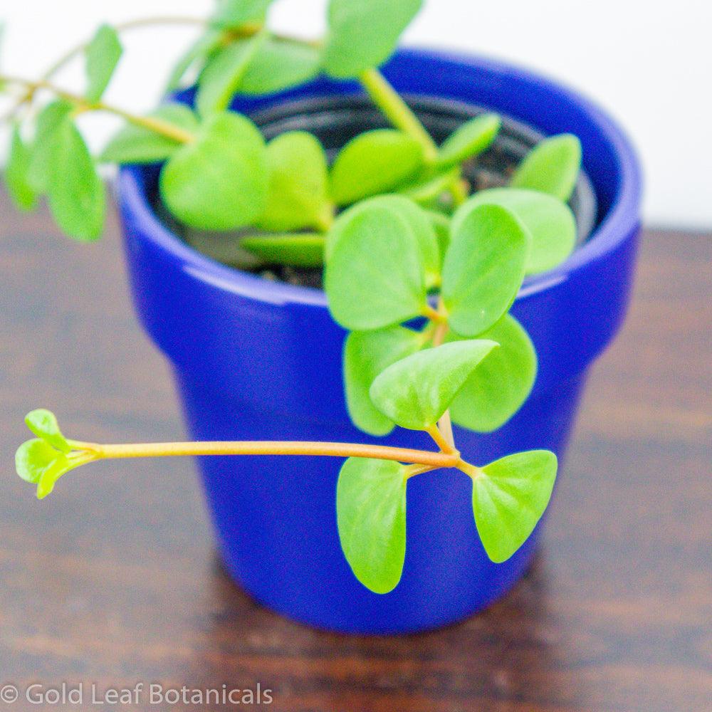 how to propagate peperomia hope