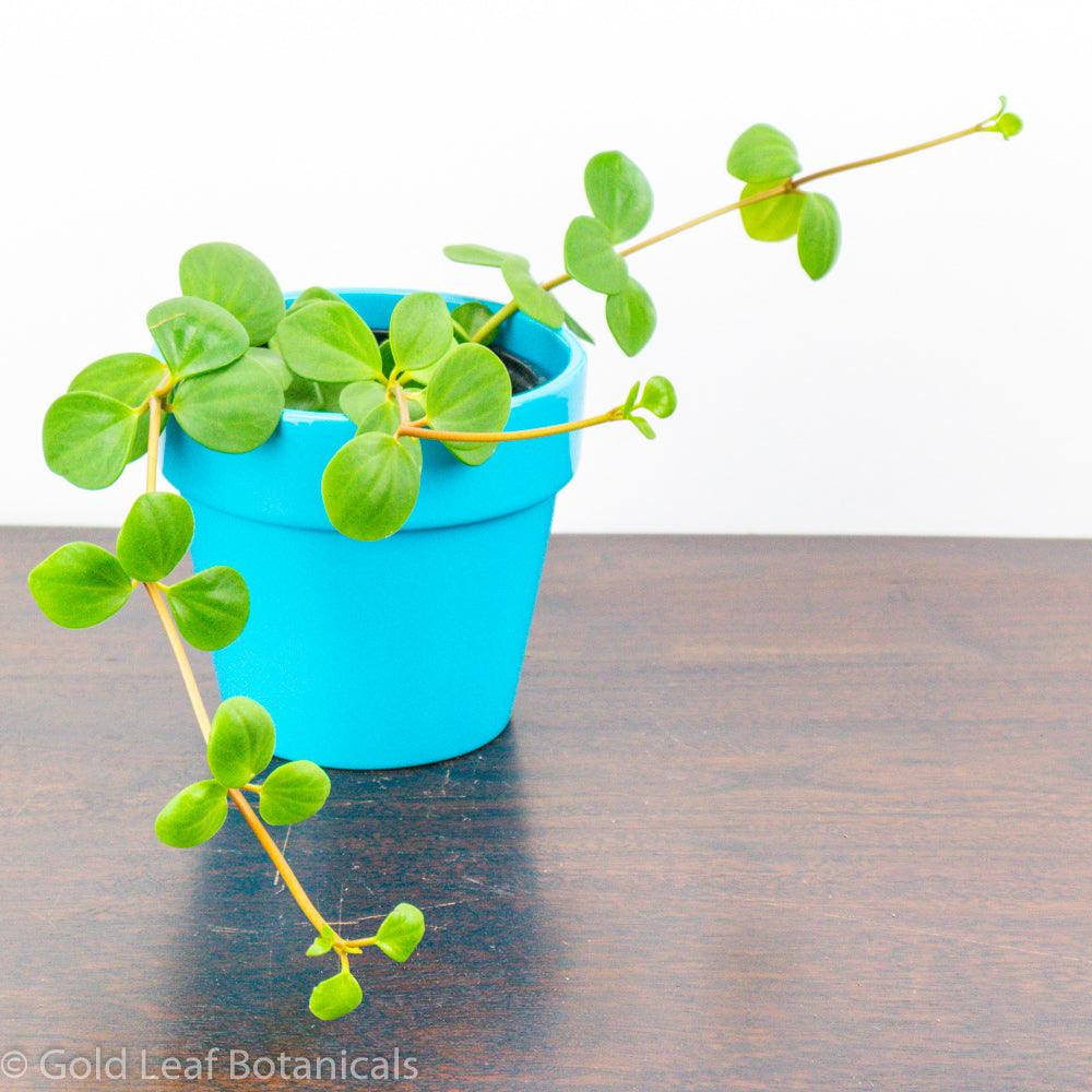 How to propagate a Peperomia Hope