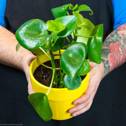 Peperomia Raindrop - Gold Leaf Botanicals