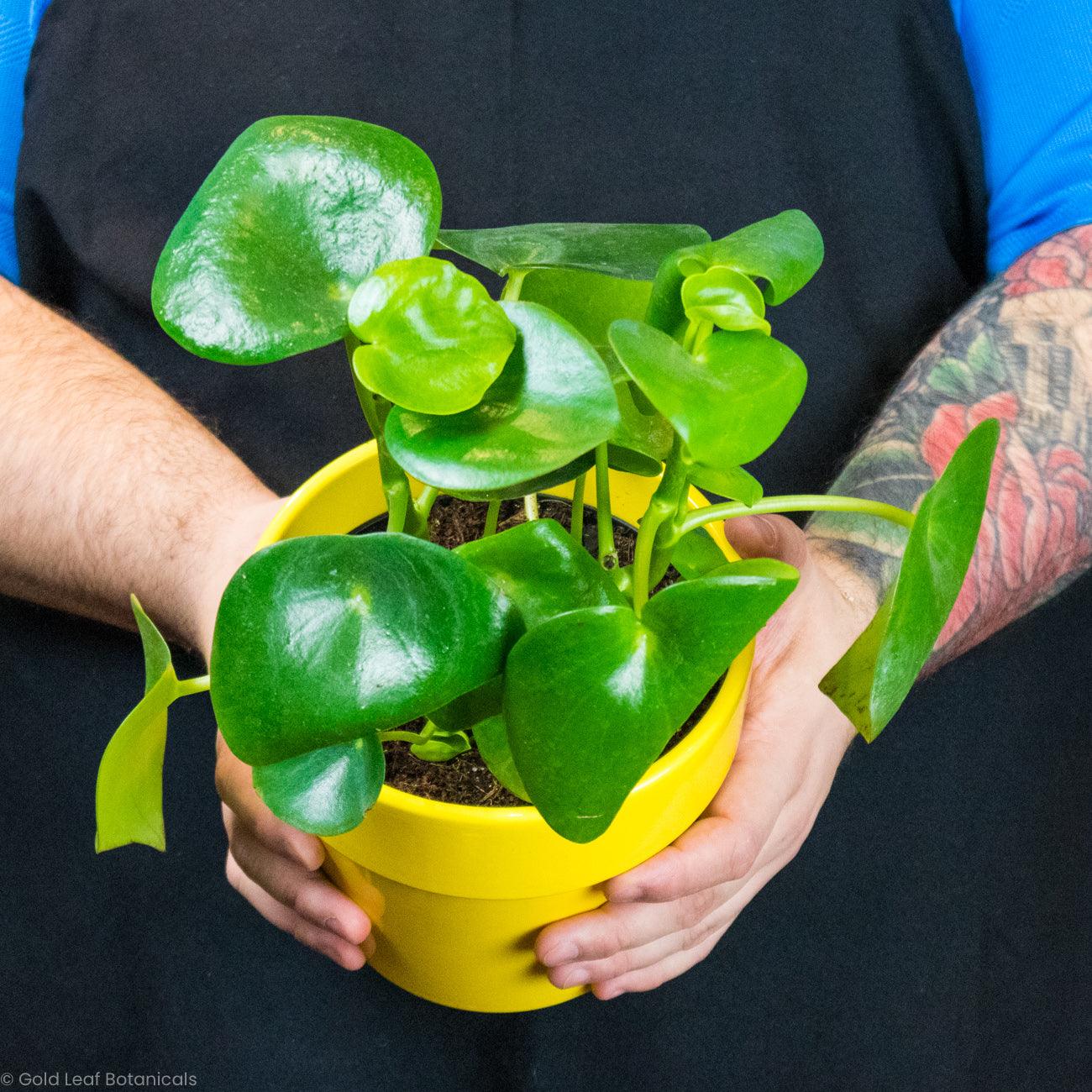 Peperomia Raindrop - Gold Leaf Botanicals