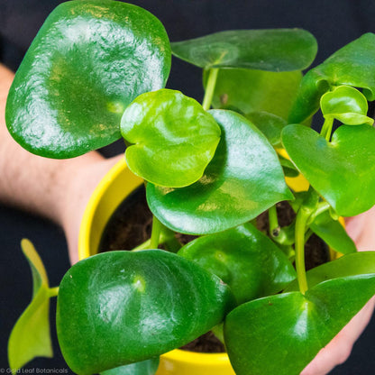 Peperomia Raindrop - Gold Leaf Botanicals