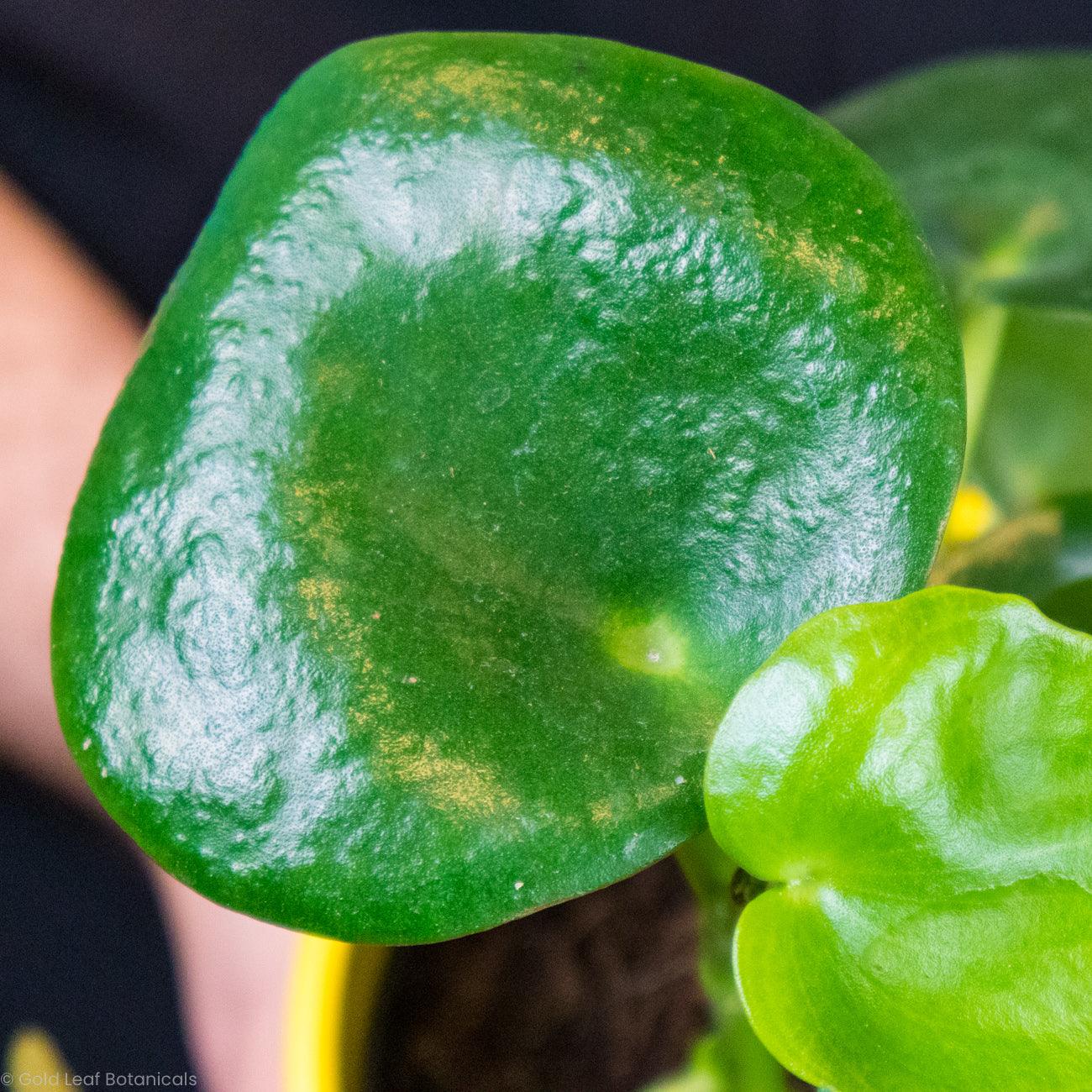 Peperomia Raindrop - Gold Leaf Botanicals