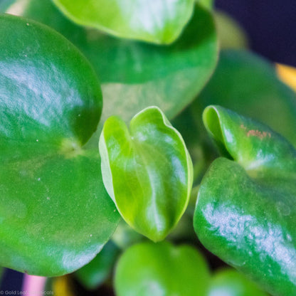 Peperomia Raindrop - Gold Leaf Botanicals