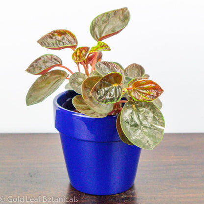 Peperomia Rugosa - Gold Leaf Botanicals