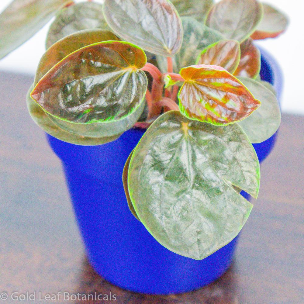 Peperomia Rugosa - Gold Leaf Botanicals