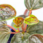 Peperomia Rugosa - Gold Leaf Botanicals