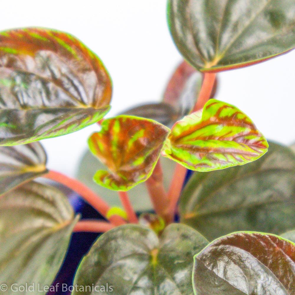 Peperomia Rugosa - Gold Leaf Botanicals