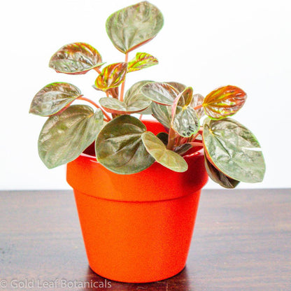 Peperomia Rugosa - Gold Leaf Botanicals