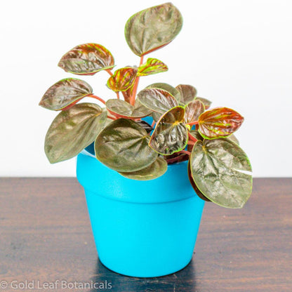 Peperomia Rugosa - Gold Leaf Botanicals