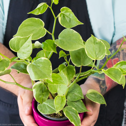 Peperomia Scandens Variegata Light