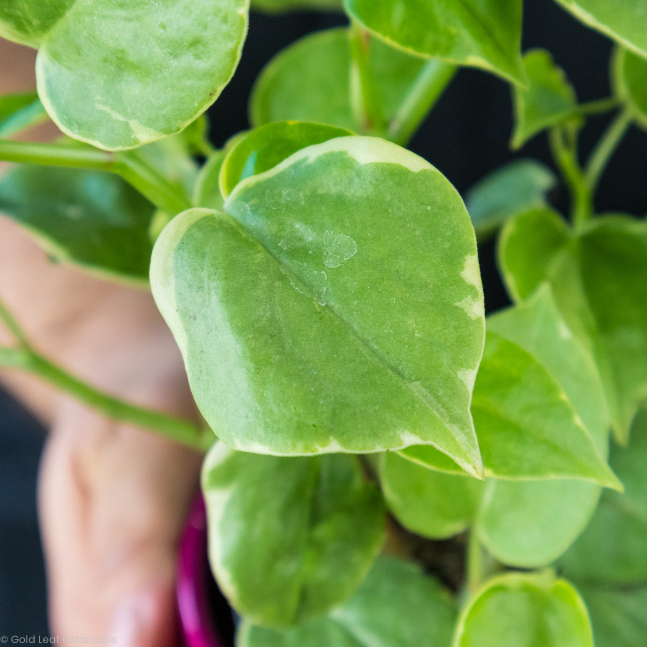 Peperomia Scandens Variegata Sun