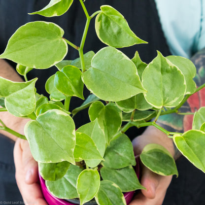 Peperomia Scandens Variegata Soil