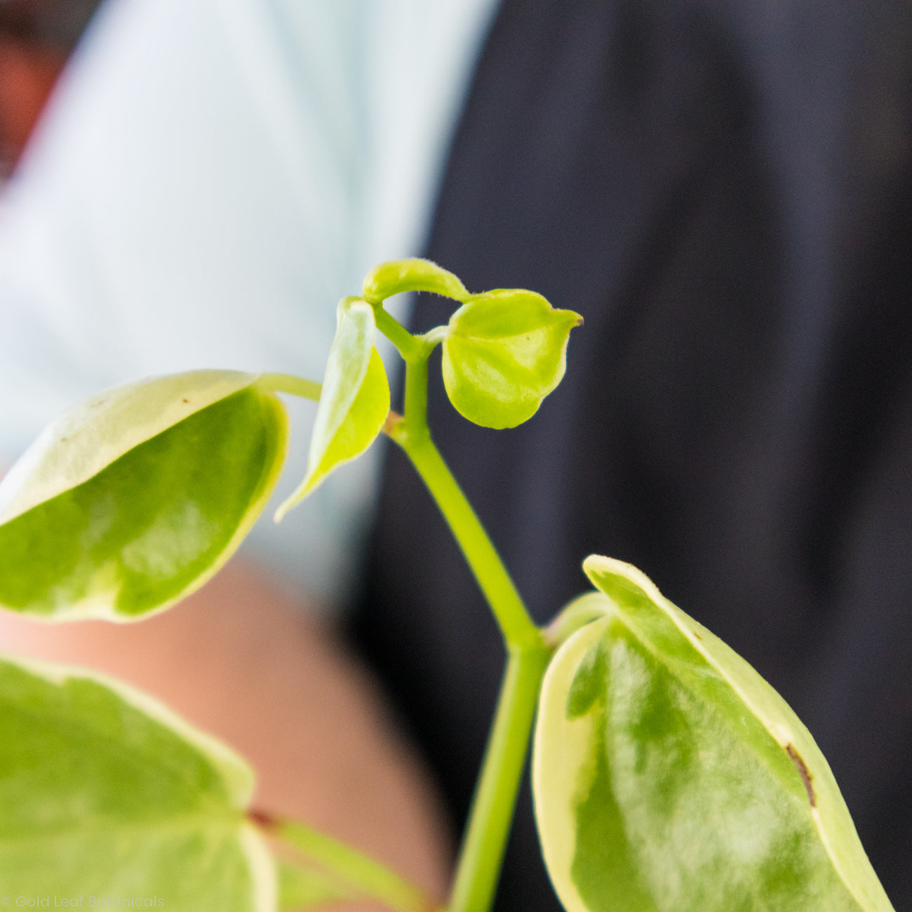 Peperomia Scandens Variegata Sun