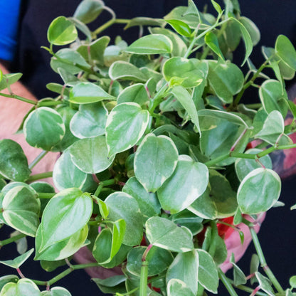 Peperomia Scandens Variegata - Gold Leaf Botanicals