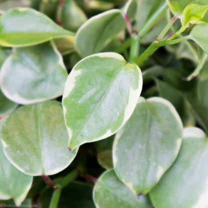 Peperomia Scandens Variegata - Gold Leaf Botanicals