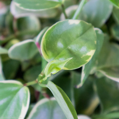 Peperomia Scandens Variegata - Gold Leaf Botanicals