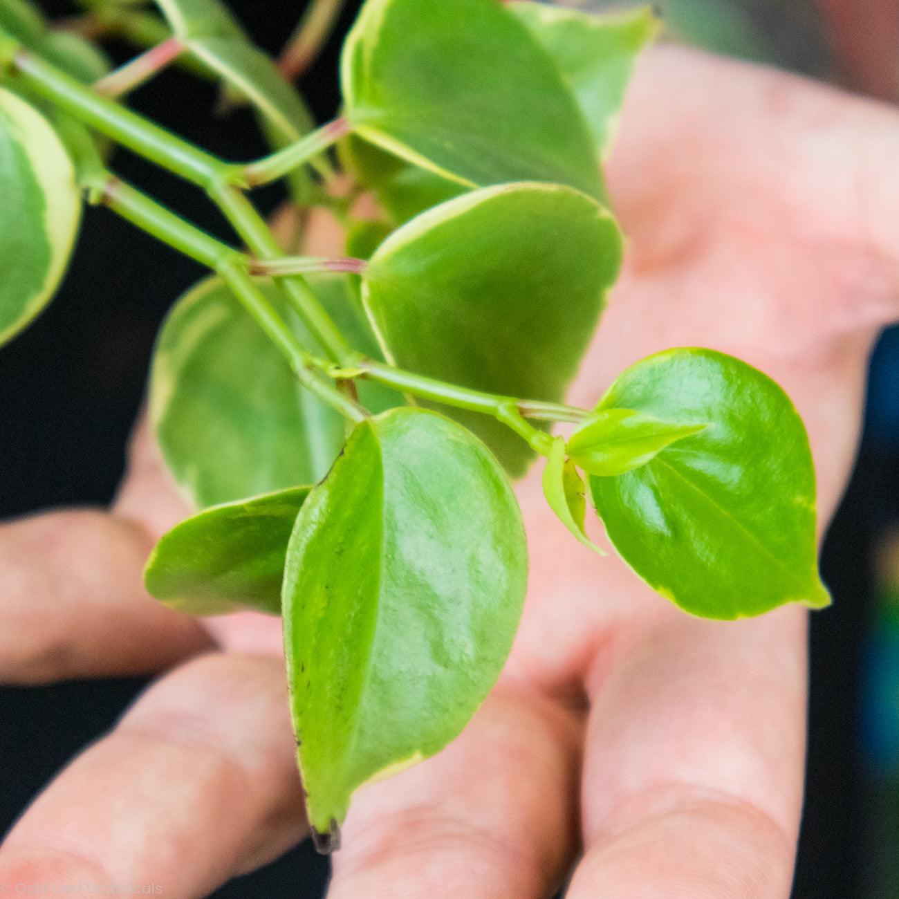 Peperomia Scandens Variegata - Gold Leaf Botanicals