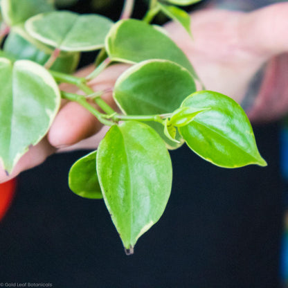 Peperomia Scandens Variegata - Gold Leaf Botanicals