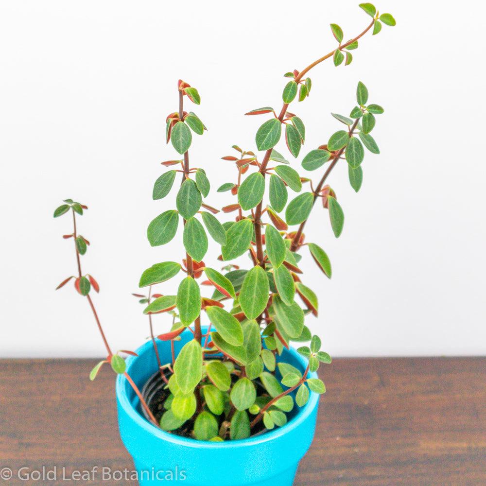 Peperomia Red Log - Gold Leaf Botanicals