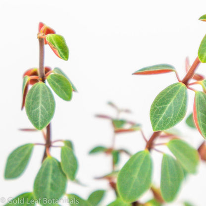 Peperomia Red Log - Gold Leaf Botanicals