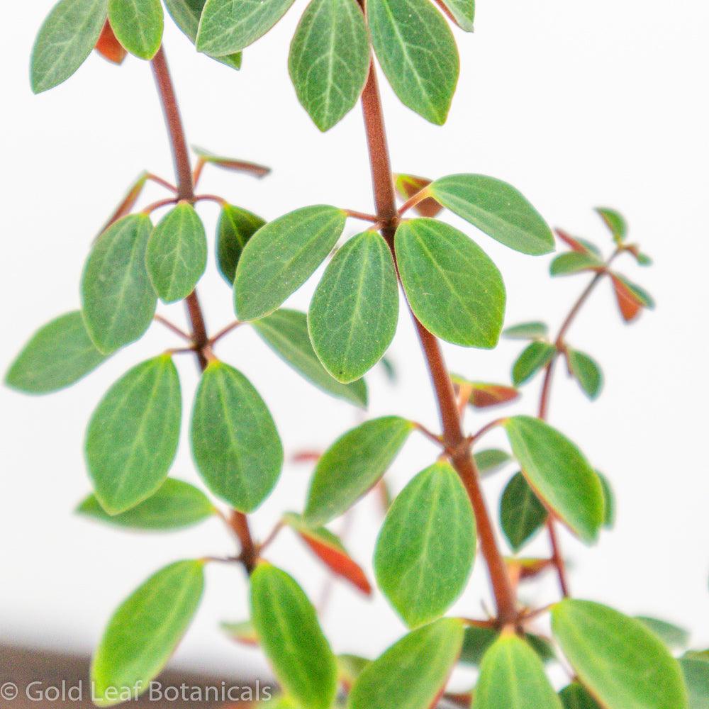 Peperomia Red Log - Gold Leaf Botanicals