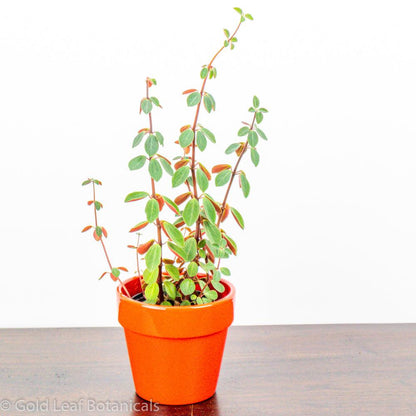 Peperomia Red Log - Gold Leaf Botanicals