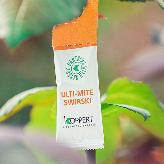 Koppert's Thrips & Whitefly Solution: Swirski Ulti-Mite - Gold Leaf Botanicals