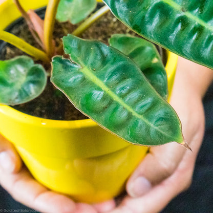 Philodendron Billietiae Water sun and soil