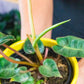 Buy a Philodendron Billietiae