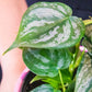 Philodendron Brandtianum For Sale