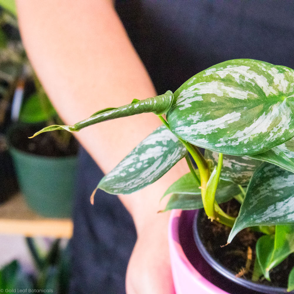 Philodendron Brandtianum For Sale Ontario