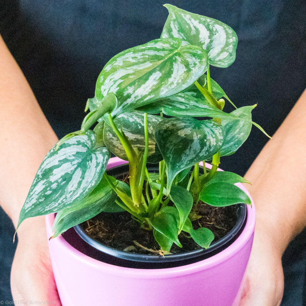 Buy a Philodendron Brandtianum