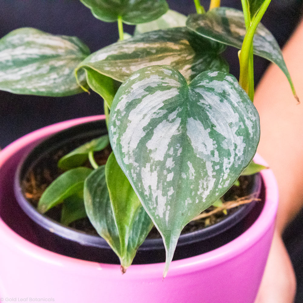 Philodendron Brandtianum Plant For Sale