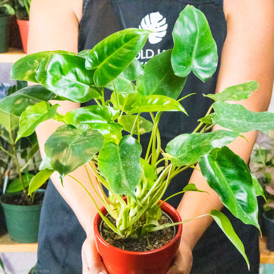 Philodendron Burle Marx Plant